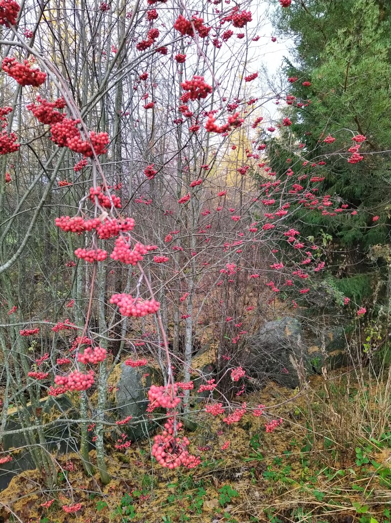 Tämän kuvan alt-attribuutti on tyhjä; Tiedoston nimi on img_20211021_112149.jpg